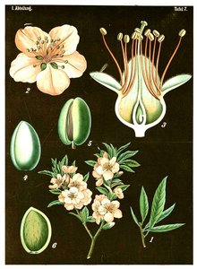 Manteli (Prunus Amygdalus) n. 1890 (kromolitografia) tekijältä German School