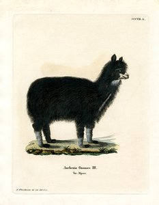 Alpaka (värillinen kaiverrus) tekijältä German School