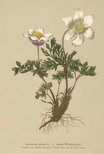Alpine Anemone (Anemone alpina, Pulsatilla alpina) tekijältä German School