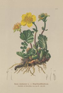 Alpine Avens (Geum montanum) tekijältä German School