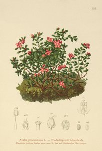 Alpineatsalea (Azalea procumbens, Loiseleuria procumbens, Kalmia procumbens) tekijältä German School