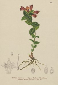 Alppibartsia (Bartsia alpina) tekijältä German School