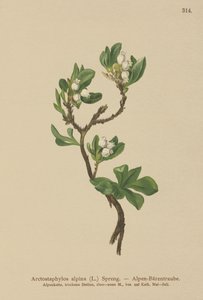 Alppikarhunmarja (Arctostaphylos alpina, Arctostaphylos alpinus) tekijältä German School