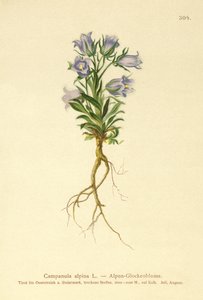 Alppien kellokukka (Campanula alpina) tekijältä German School