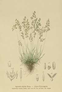 Alppiruoho (Agrostis alpina, Aira flavescens) tekijältä German School