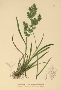alppisiniruoho (Poa alpina) tekijältä German School
