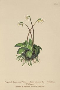 Alpikirkko (Pinguicula flavescens, Pinguicula alpina) tekijältä German School