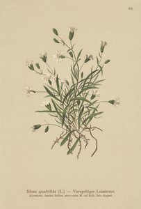 Alpine Campion (Silene quadrifida, Ixoca quadrifida) tekijältä German School