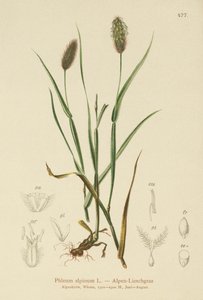 Alppikissan häntä (Phleum alpinum) tekijältä German School