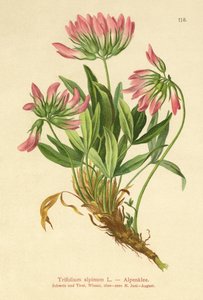 alppiapila (Trifolium alpinum) tekijältä German School