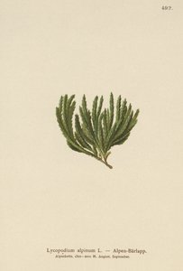 Alpine Clubmoss (Lycopodium alpinum, Diphasiastrum alpinum) tekijältä German School