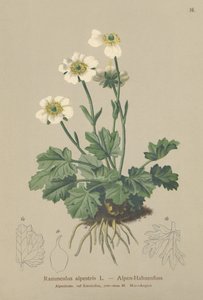 Alppivarsjalka (Ranunculus alpestris) tekijältä German School
