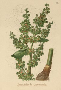 Alpine Dock (Rumex alpinus) tekijältä German School
