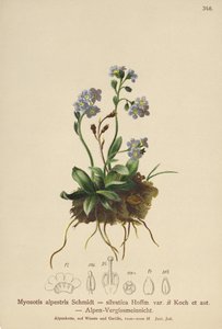 Alpine unohtumaton (Myosotis alpestris, Myosotis silvatica) tekijältä German School