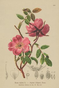 Alpine Hedge Rose (Rosa alpina, Rosa pendulina) tekijältä German School