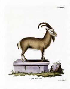 Alpine Ibex (värillinen kaiverrus) tekijältä German School