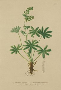 Alpine Ladys-Mantle (Alchemilla alpina) tekijältä German School