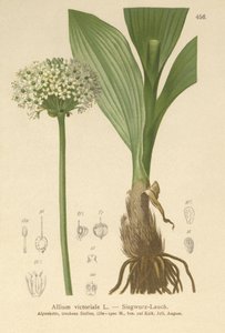 Alppipurjo (Allium victoriale, Allium victoriale, Onion winneralis, Geboscon triphylum, Allium plantagineum, Allium anguinum) tekijältä German School