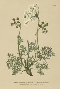 Alppilude (Meum mutellina, Ligusticum mutellina) tekijältä German School