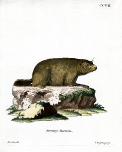 Alpine Marmot (värillinen kaiverrus) tekijältä German School