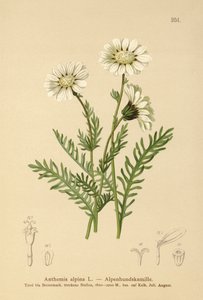 Alpine Mayweed (Anthemis alpina, Achillea oxyloba subsp. schuri) tekijältä German School