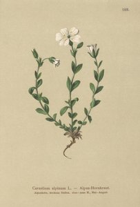 Alppihiiren korva (Cerastium alpinum) tekijältä German School