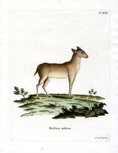 Alpine Musk Deer (värillinen kaiverrus) tekijältä German School