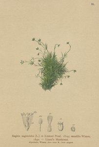 Alppihelmiwort (Sagina saginoides, Sagina Linnaei, Sagina saxatilis) tekijältä German School