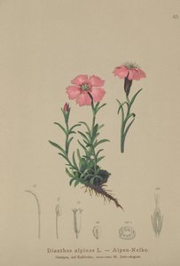 Alpine Pink (Dianthus alpinus) tekijältä German School