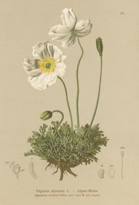 Alppien unikko (Papaver alpinum, subsp. alpinum) tekijältä German School