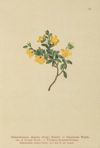 Alpikiviruusu (Helianthemum alpestre, Helianthemum Olandicum var. hirtum, Helianthemum montanum) tekijältä German School