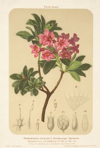 alppiruusu (Rhododendron hirsutum) tekijältä German School