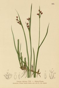 Alpine Rush (Juncus alpinus, Juncus alpinoarticulatus) tekijältä German School