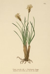 alppisara (Carex curvula) tekijältä German School
