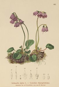 Alppien lumikello (Soldanella alpina) tekijältä German School