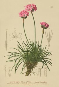 Alppihanhikki (Armeria alpina) tekijältä German School
