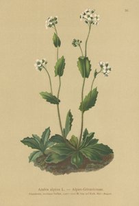 Alppien seinäkrassi (Arabis alpina) tekijältä German School