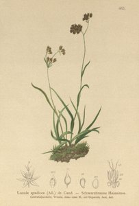 Alppiruuha (Luzula alpinopilosa, Luzula spadicea) tekijältä German School