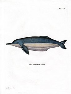 Amazon River Dolphin (värillinen kaiverrus) tekijältä German School
