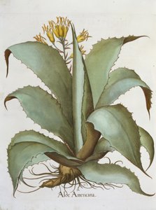 American Aloe: Aloe Americana, Basil Beslerin (1561-1629) Hortus Eystettensisistä, pub. 1613 tekijältä German School