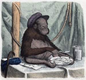 Koulutettu orangutaani (orangutan, orang outang, orangutan) syö riisiä lusikalla. Kun joku matkustaa, hän voi kertoa tämän, Franz Wiedemannin saksalaisen tarinan tekijältä German School