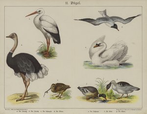 Eläimet (väri litho) tekijältä German School