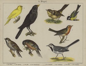 Eläimet (väri litho) tekijältä German School