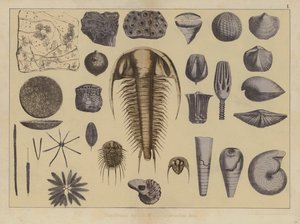 Varhaisen paleozoisen aikakauden eläimet (väri litho) tekijältä German School