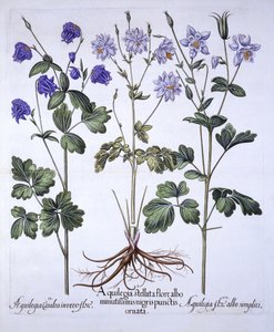 Aquilegia, Hortus Eystettensis, kirjoittanut Basil Besler (1561-1629), pub. 1613 (käsinvärinen kaiverrus) tekijältä German School