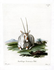 Arabian Oryx (värillinen kaiverrus) tekijältä German School