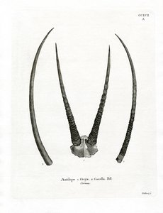 Arabian Oryx Horns (värillinen kaiverrus) tekijältä German School