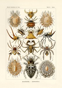 Arachnida, 1899-1904 tekijältä German School