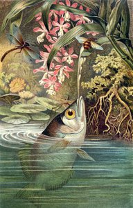 Archerfish, levy Brehm