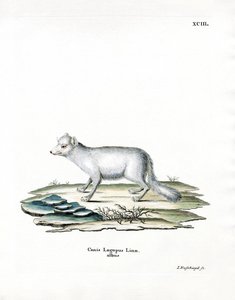 Arctic Fox (värillinen kaiverrus) tekijältä German School